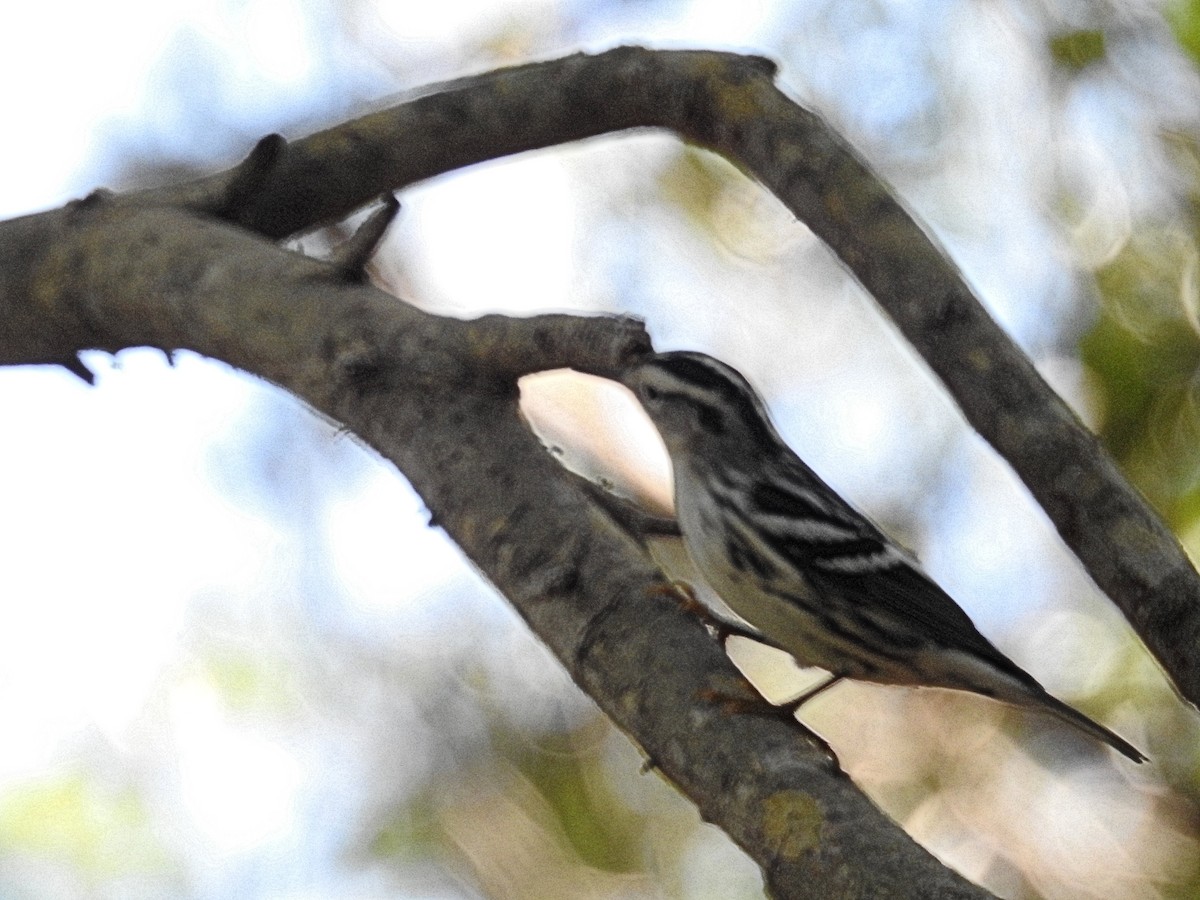 Black-and-white Warbler - ML623848923