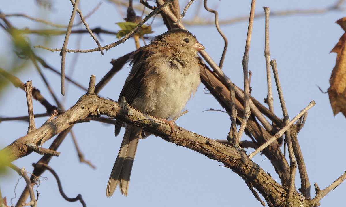 Field Sparrow - ML623848928