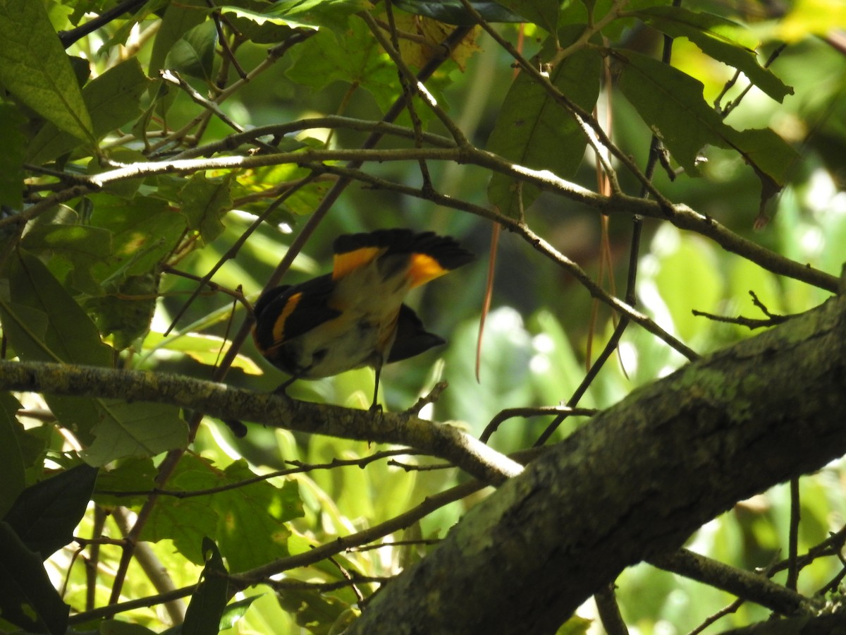 American Redstart - ML623848930