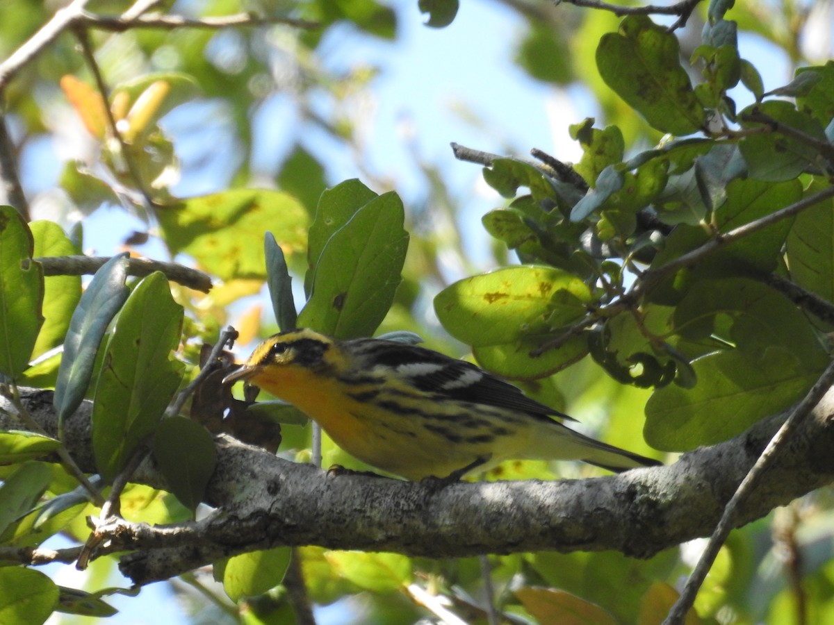 Blackburnian Warbler - ML623848942