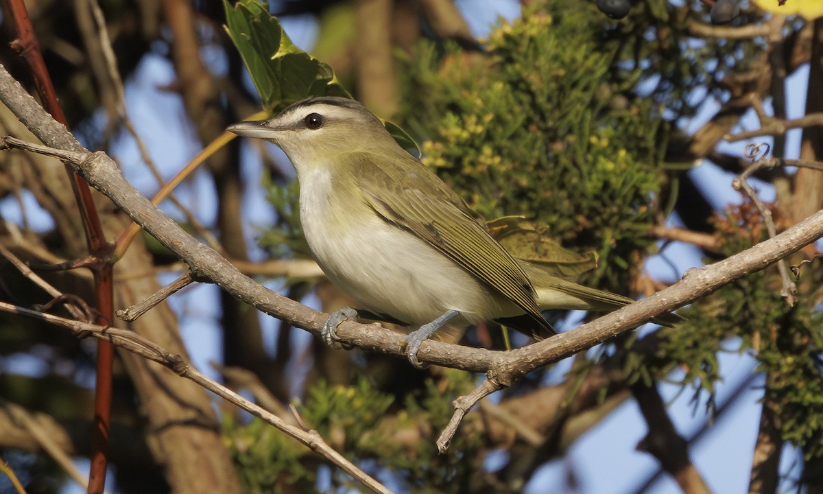 Red-eyed Vireo - ML623848952