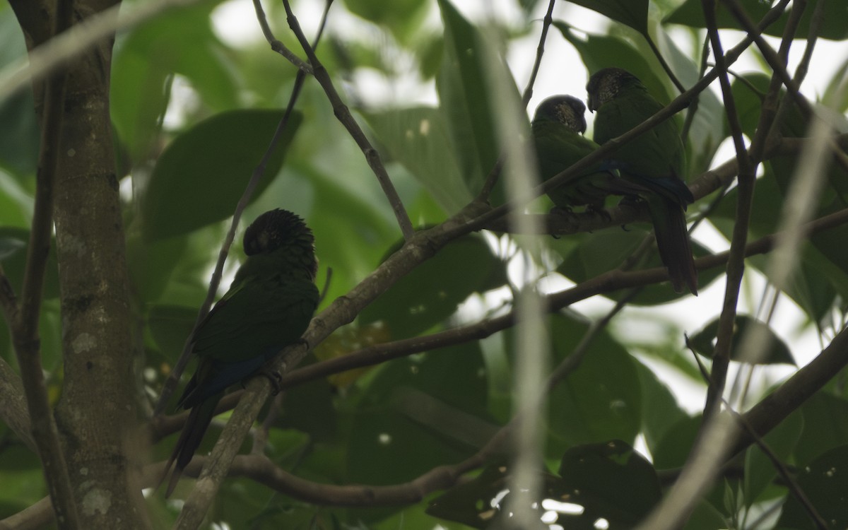 Santarem Parakeet - ML623848956