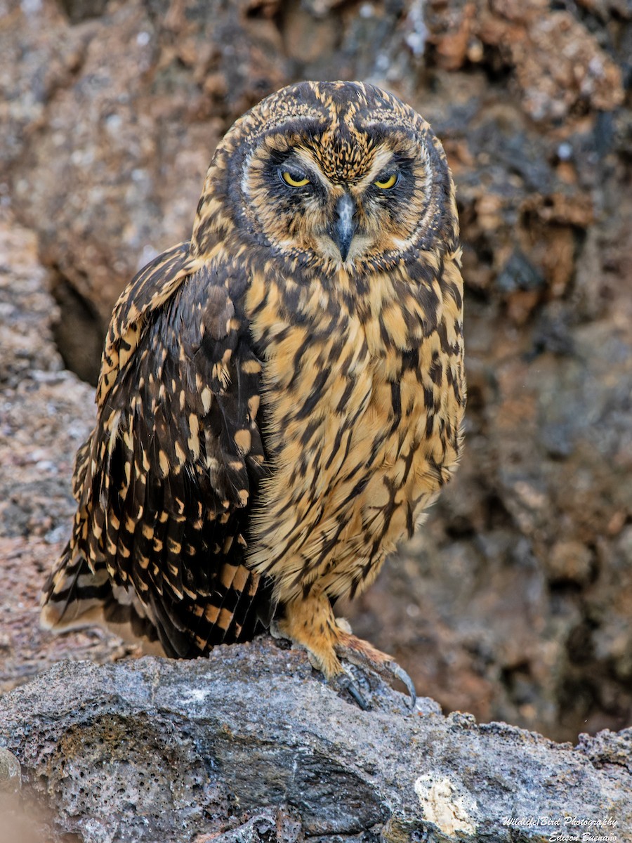 Short-eared Owl (Galapagos) - ML623848958