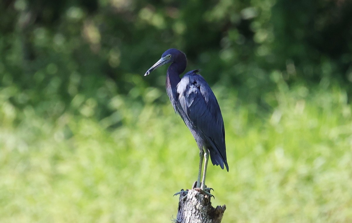 Little Blue Heron - ML623848959