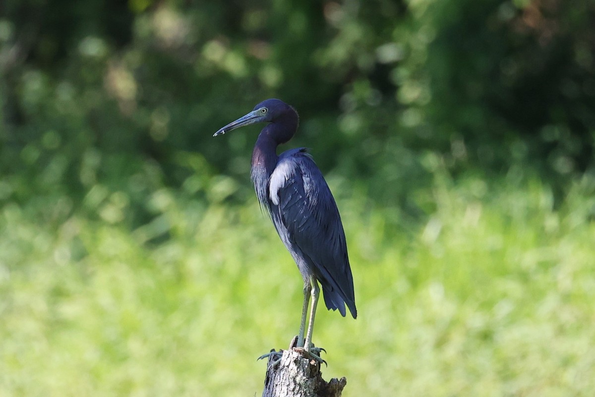 Little Blue Heron - ML623848960