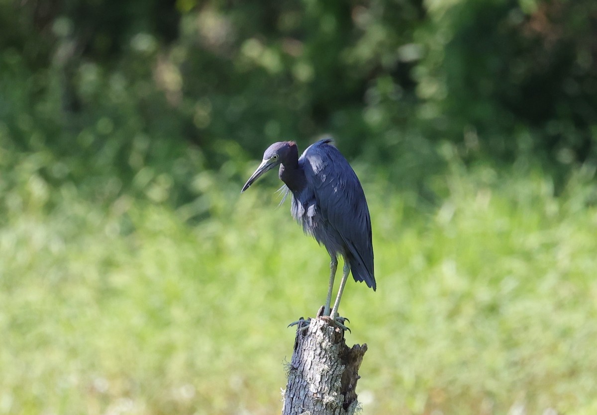 Little Blue Heron - ML623848961