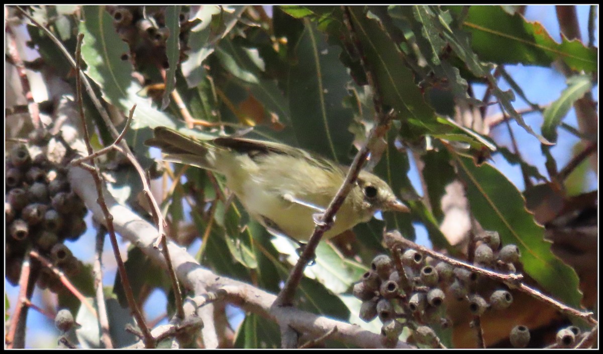 eikevireo - ML623848965