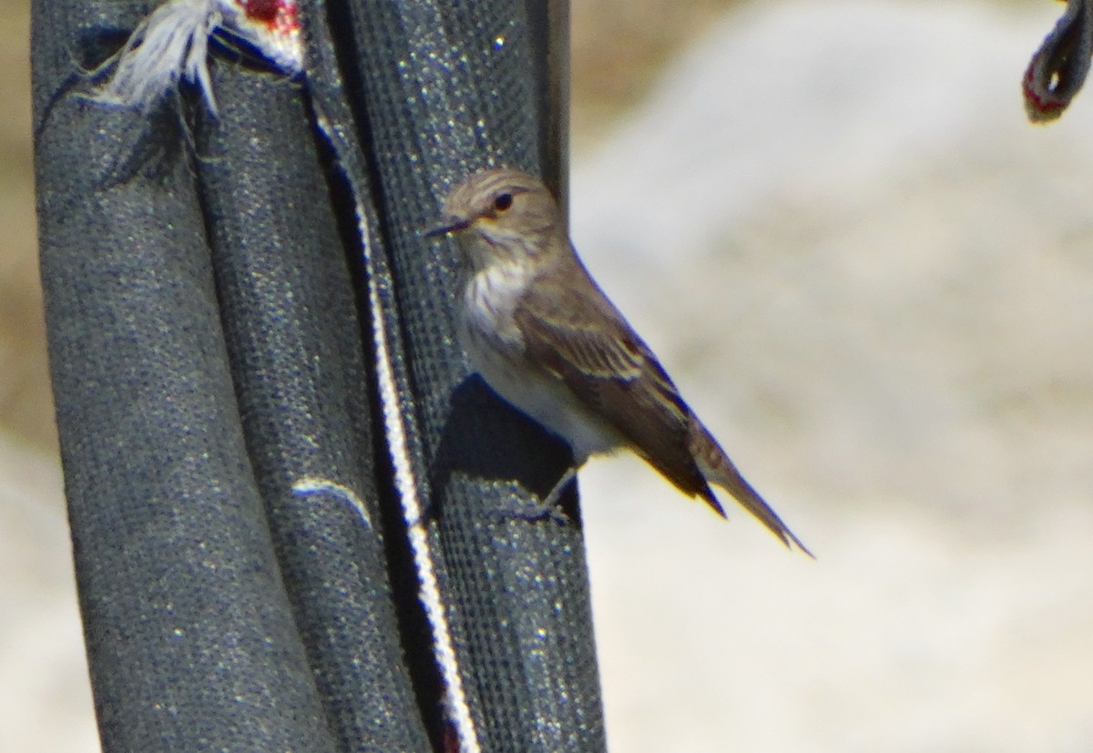 Spotted Flycatcher - Mehmet Şahin Polat