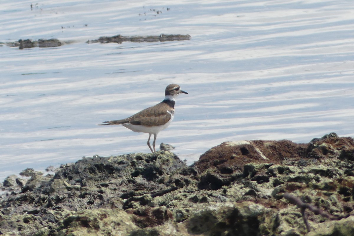Killdeer - ML623848985