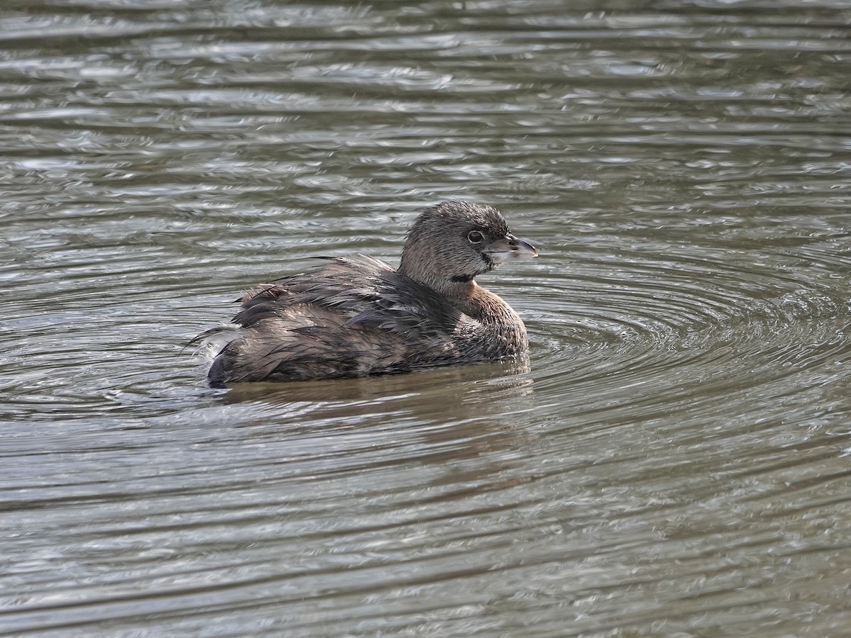 Pied-billed Grebe - ML623848989