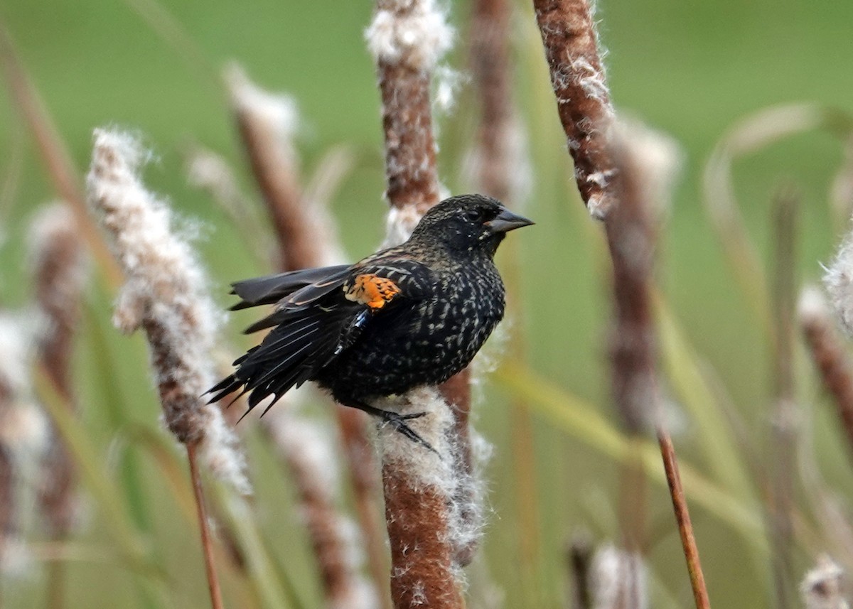 Red-winged Blackbird - ML623849033