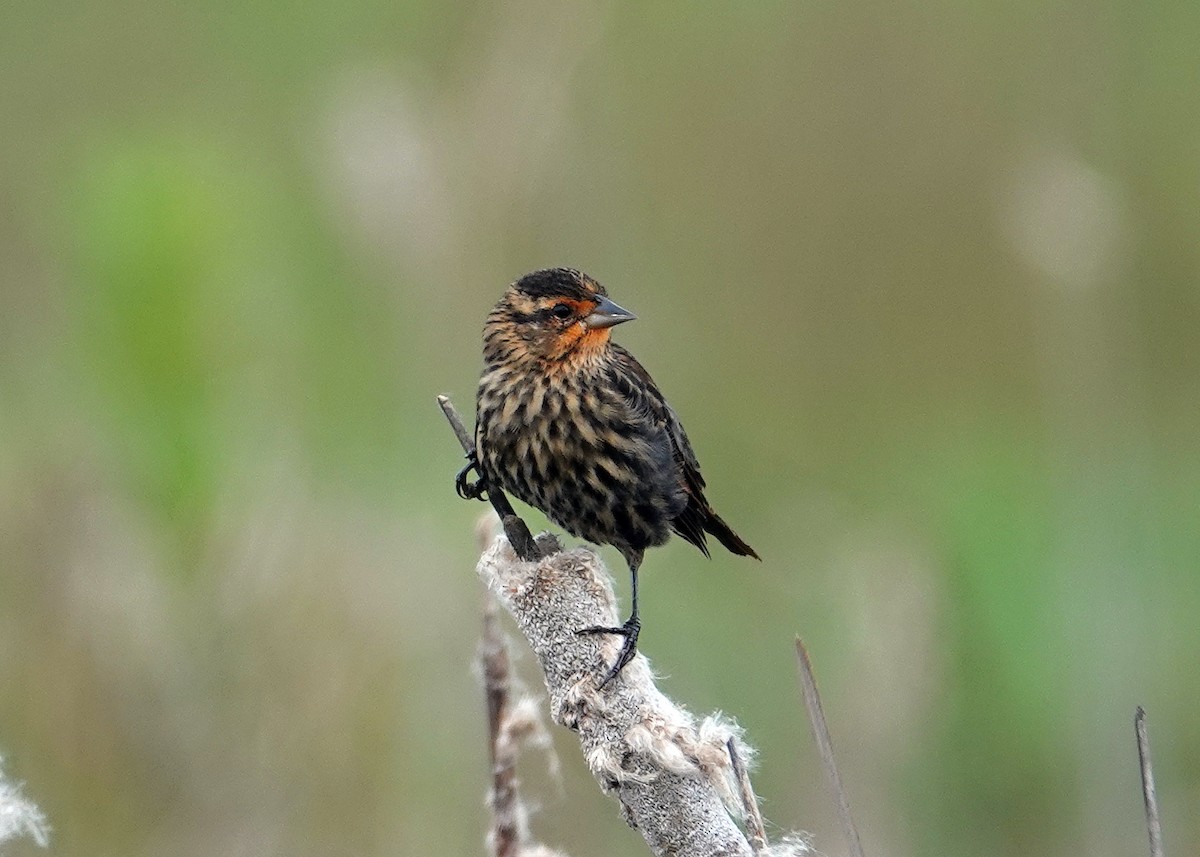 Red-winged Blackbird - ML623849034