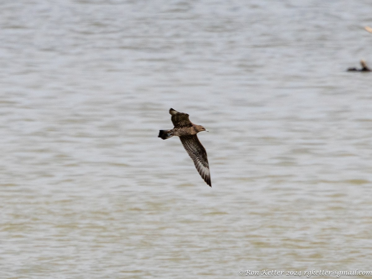 Parasitic Jaeger - ML623849037