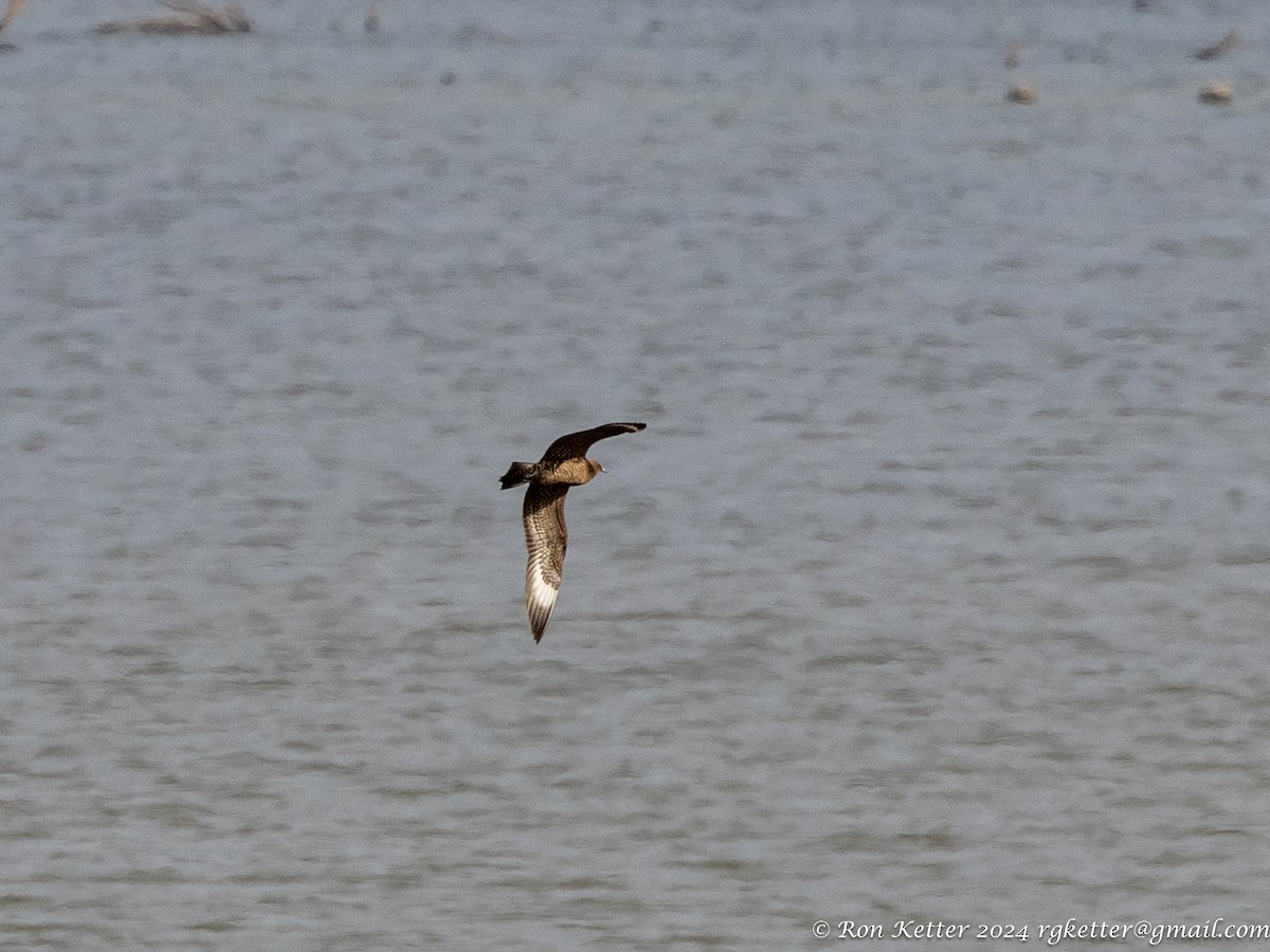 Parasitic Jaeger - ML623849038