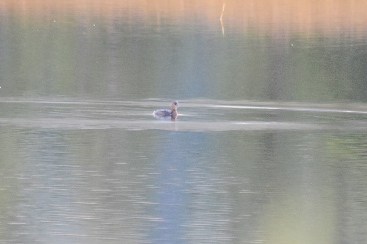 Pied-billed Grebe - ML623849049