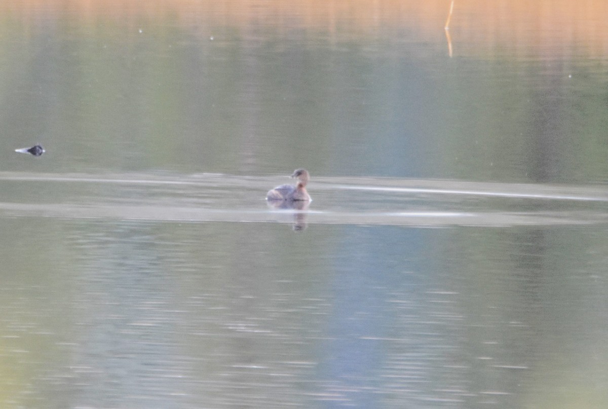 Pied-billed Grebe - ML623849051