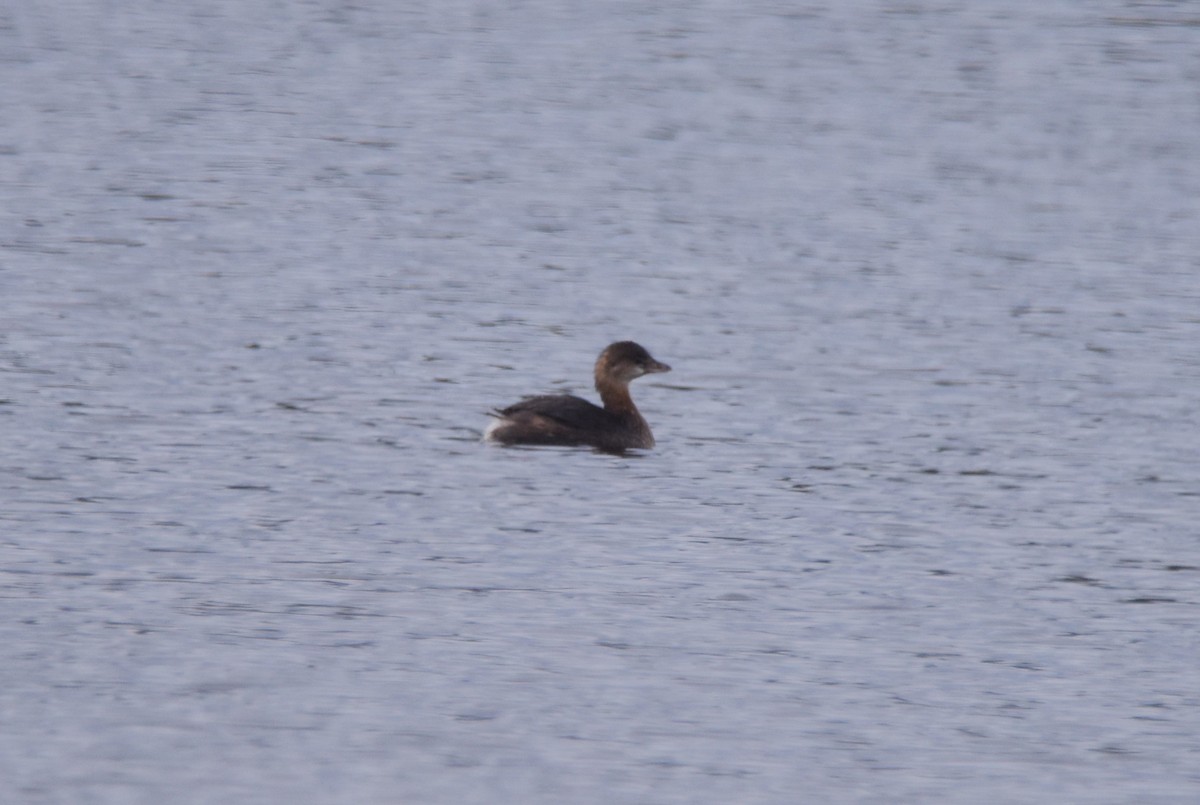 Pied-billed Grebe - ML623849063