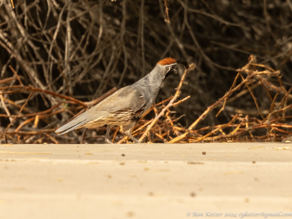 Gambel's Quail - ML623849093