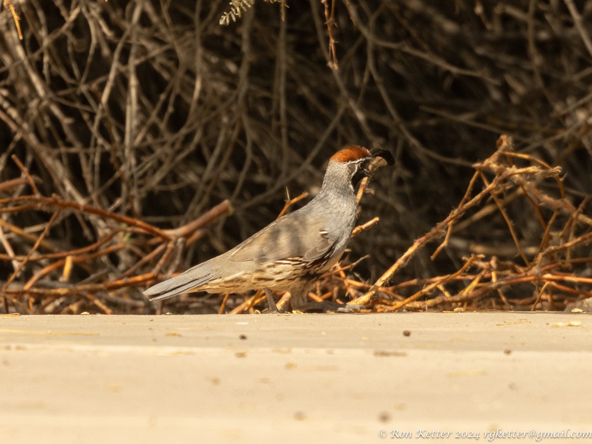 Gambel's Quail - ML623849094