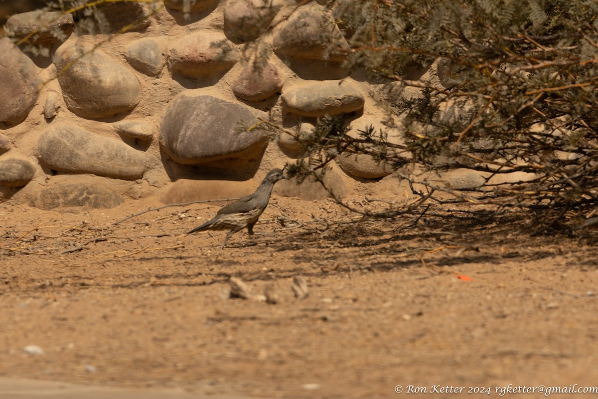 Gambel's Quail - ML623849095