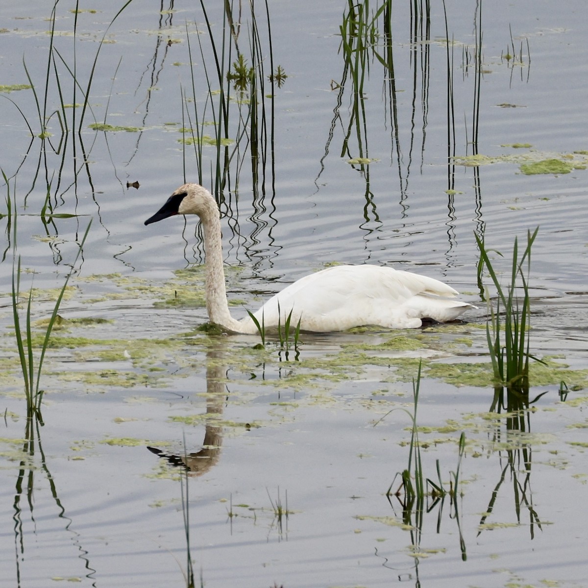 Trumpeter Swan - ML623849105