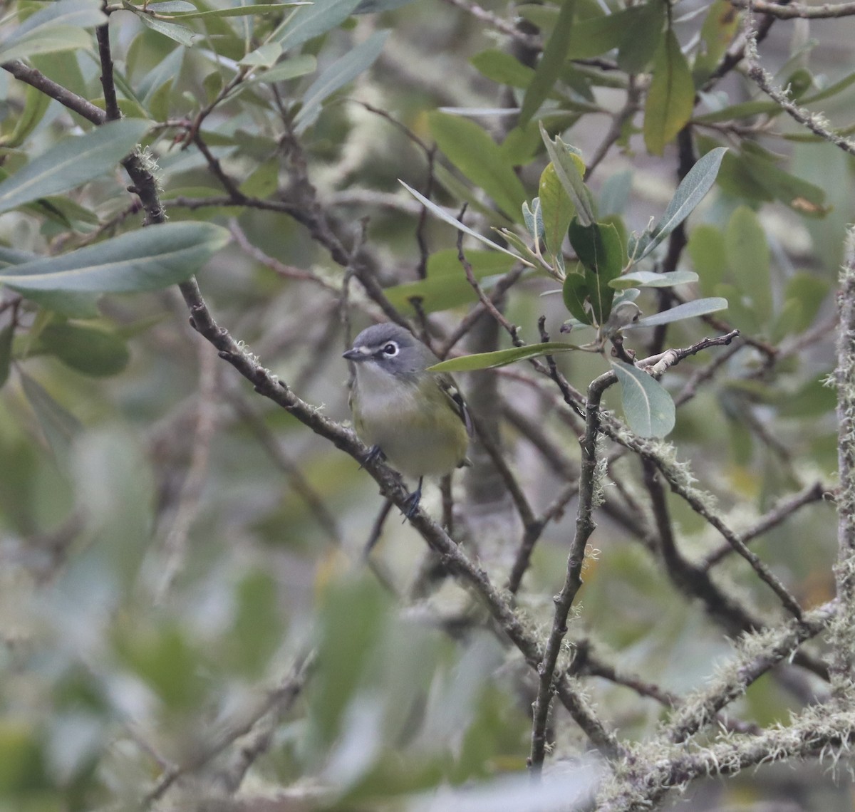 Blue-headed Vireo - ML623849107