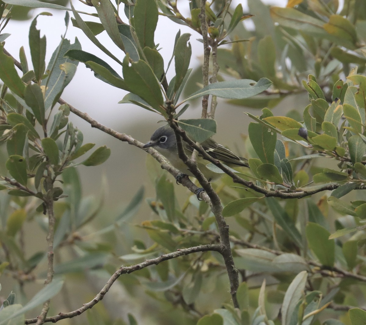 Blue-headed Vireo - John Facchini