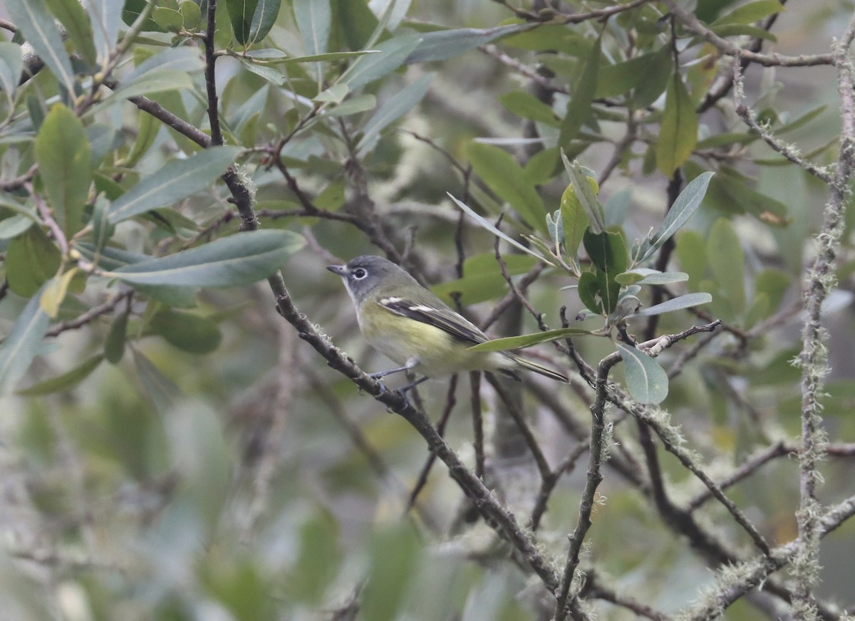 Blue-headed Vireo - ML623849109