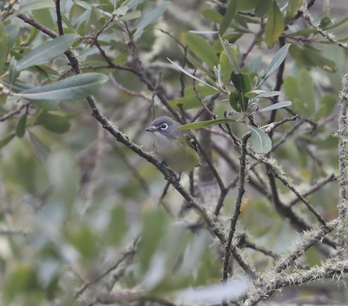 Blue-headed Vireo - ML623849110