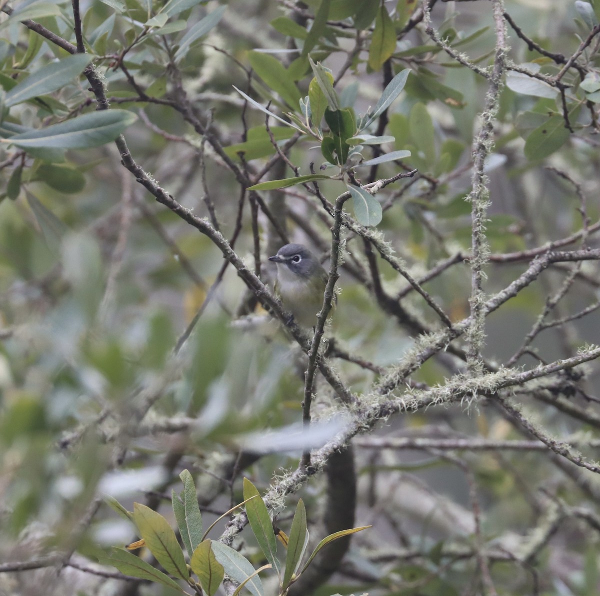 Blue-headed Vireo - ML623849111