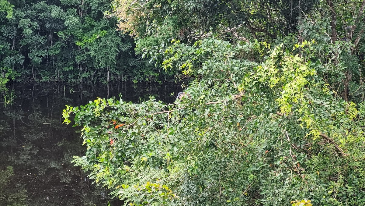 Boat-billed Heron - ML623849113