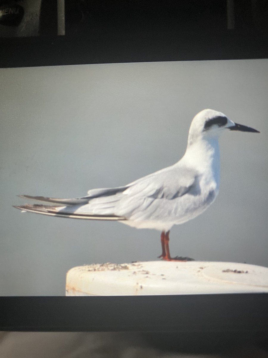 Forster's Tern - ML623849134