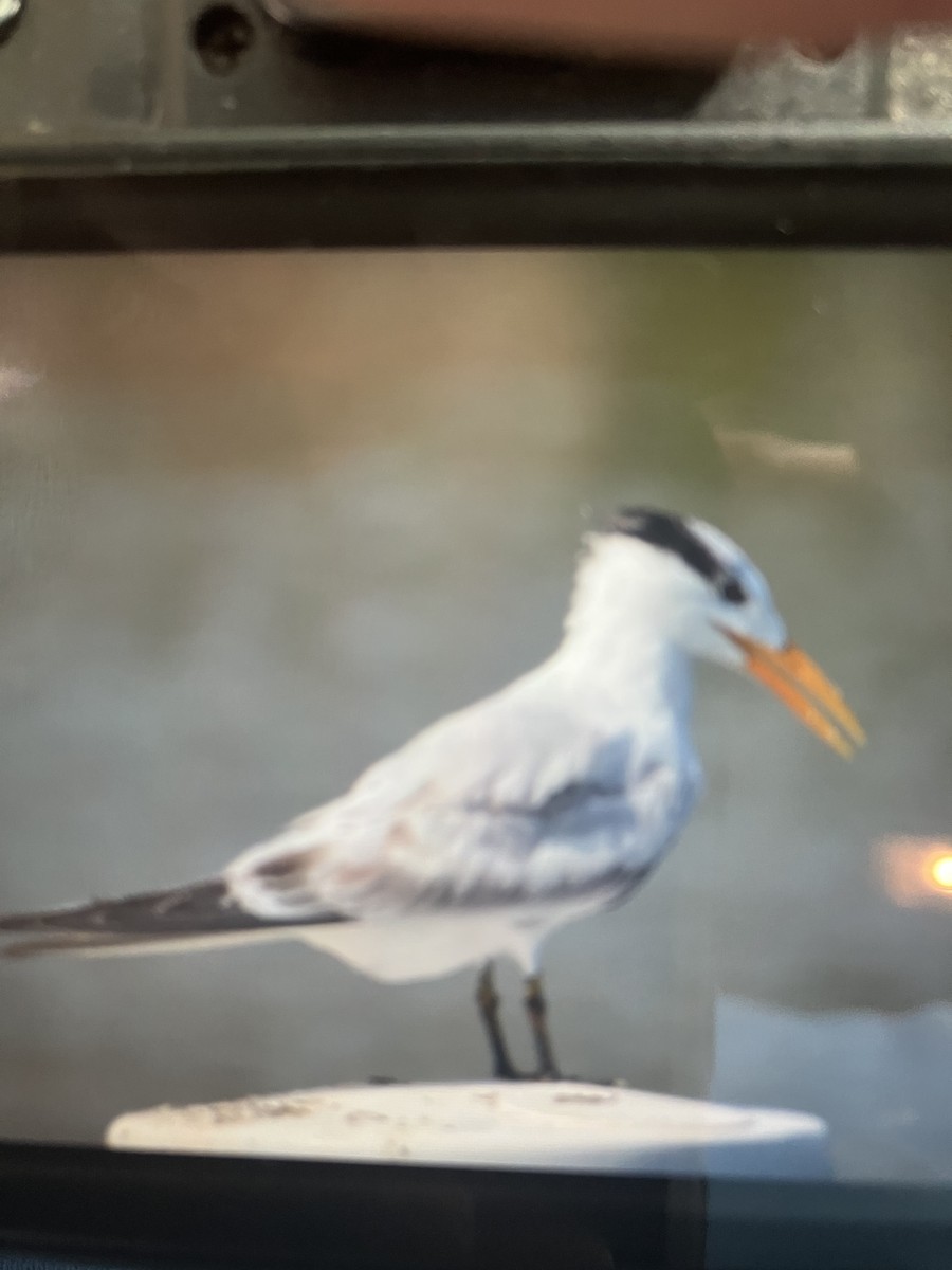 Royal Tern - ML623849141