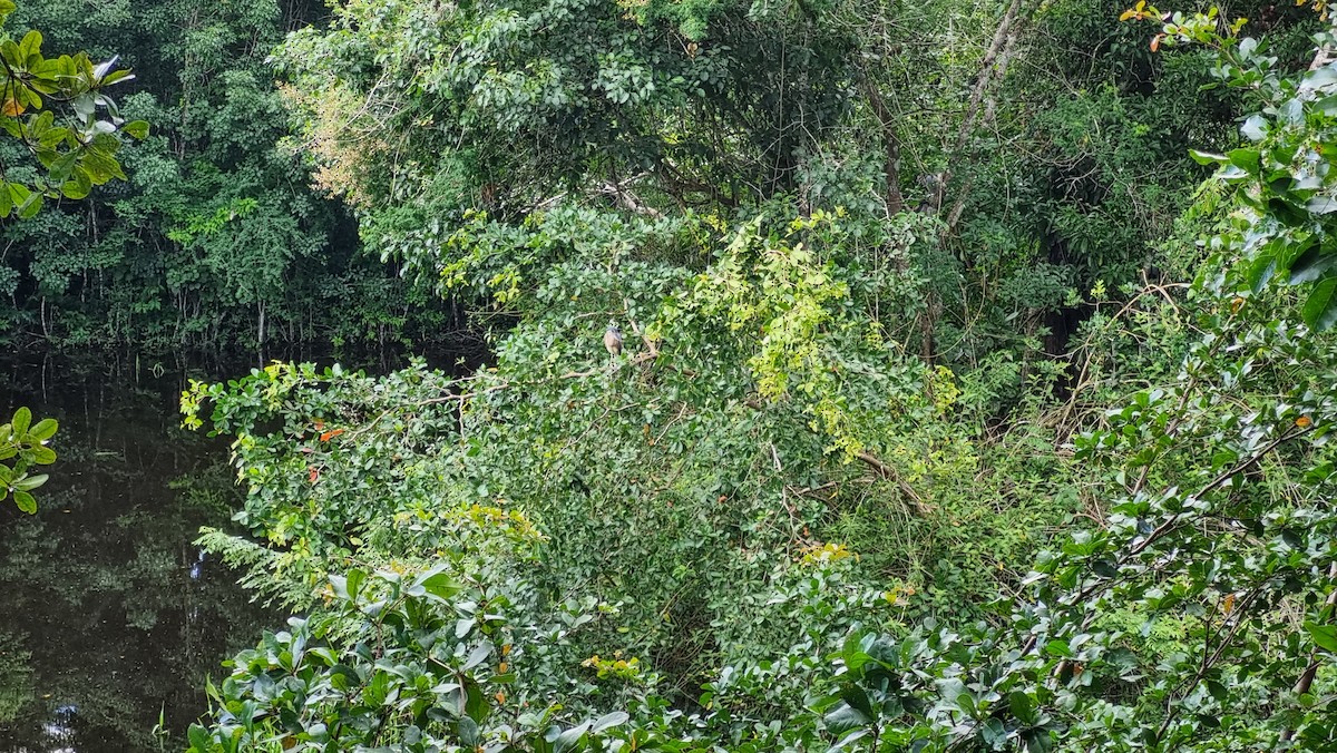 Boat-billed Heron - ML623849166