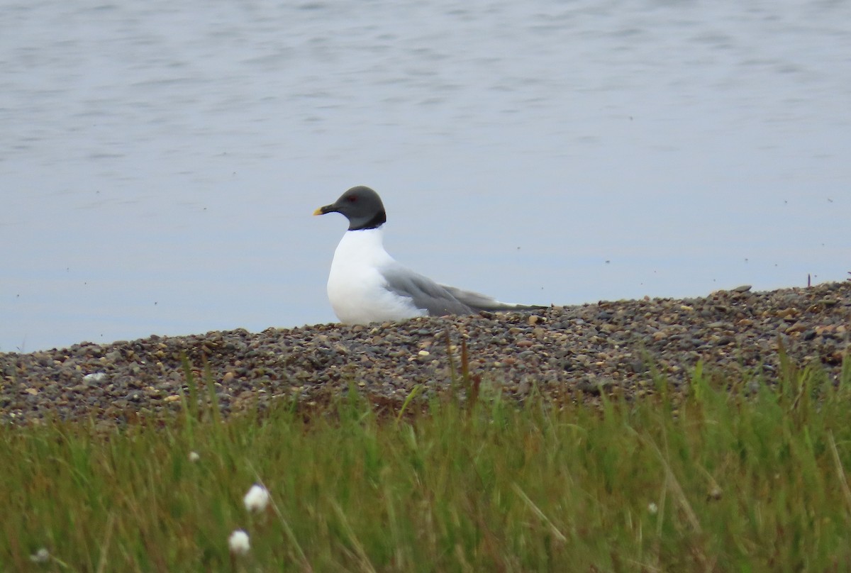 Sabine's Gull - ML623849167