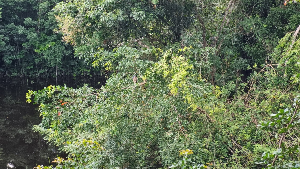 Boat-billed Heron - Luis Eduardo Ramirez Flores