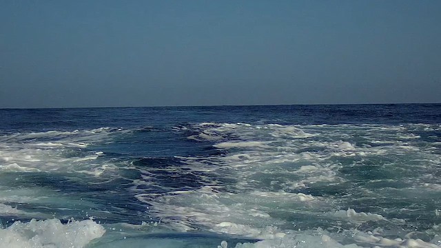 Cory's Shearwater (Scopoli's) - ML623849193