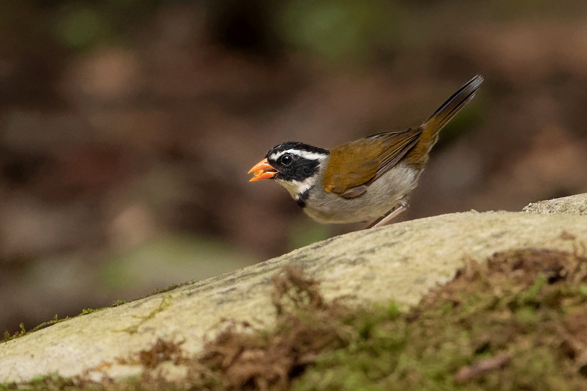 Orange-billed Sparrow - ML623849222