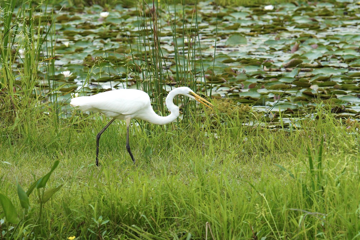 Great Egret - ML623849230