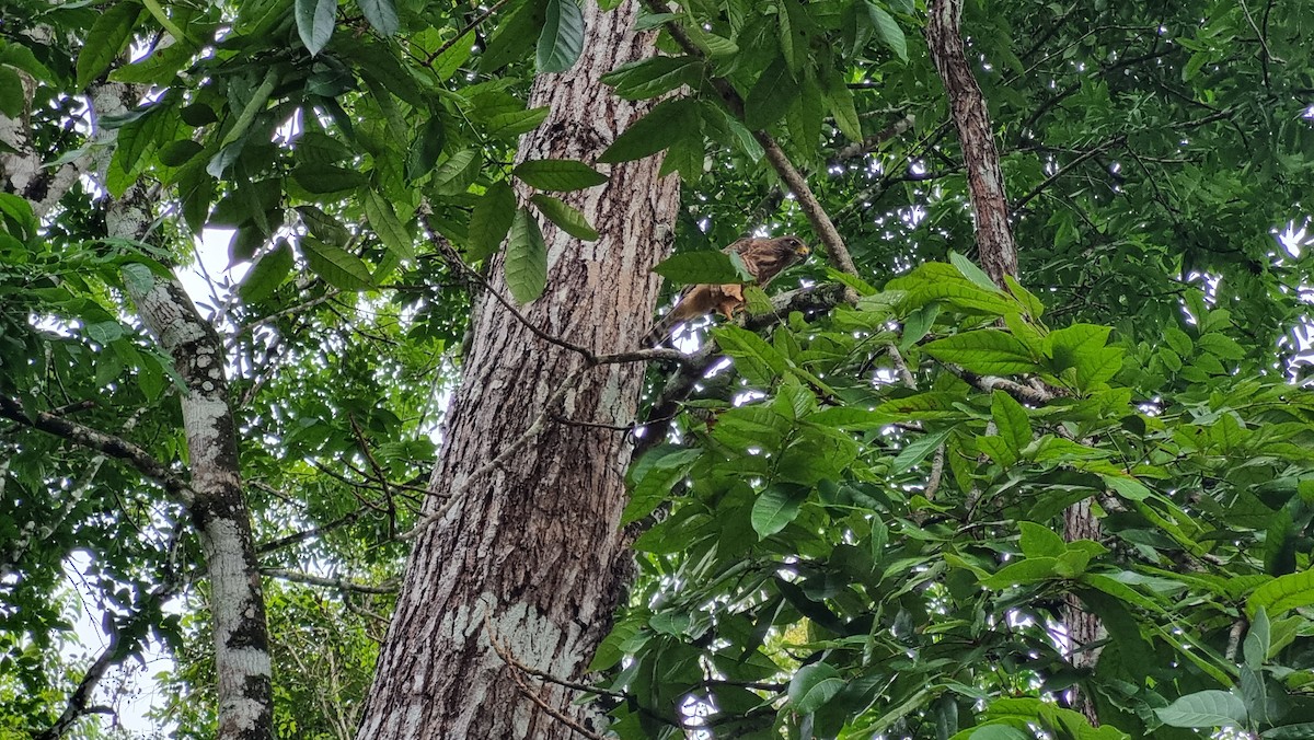 Roadside Hawk - ML623849243