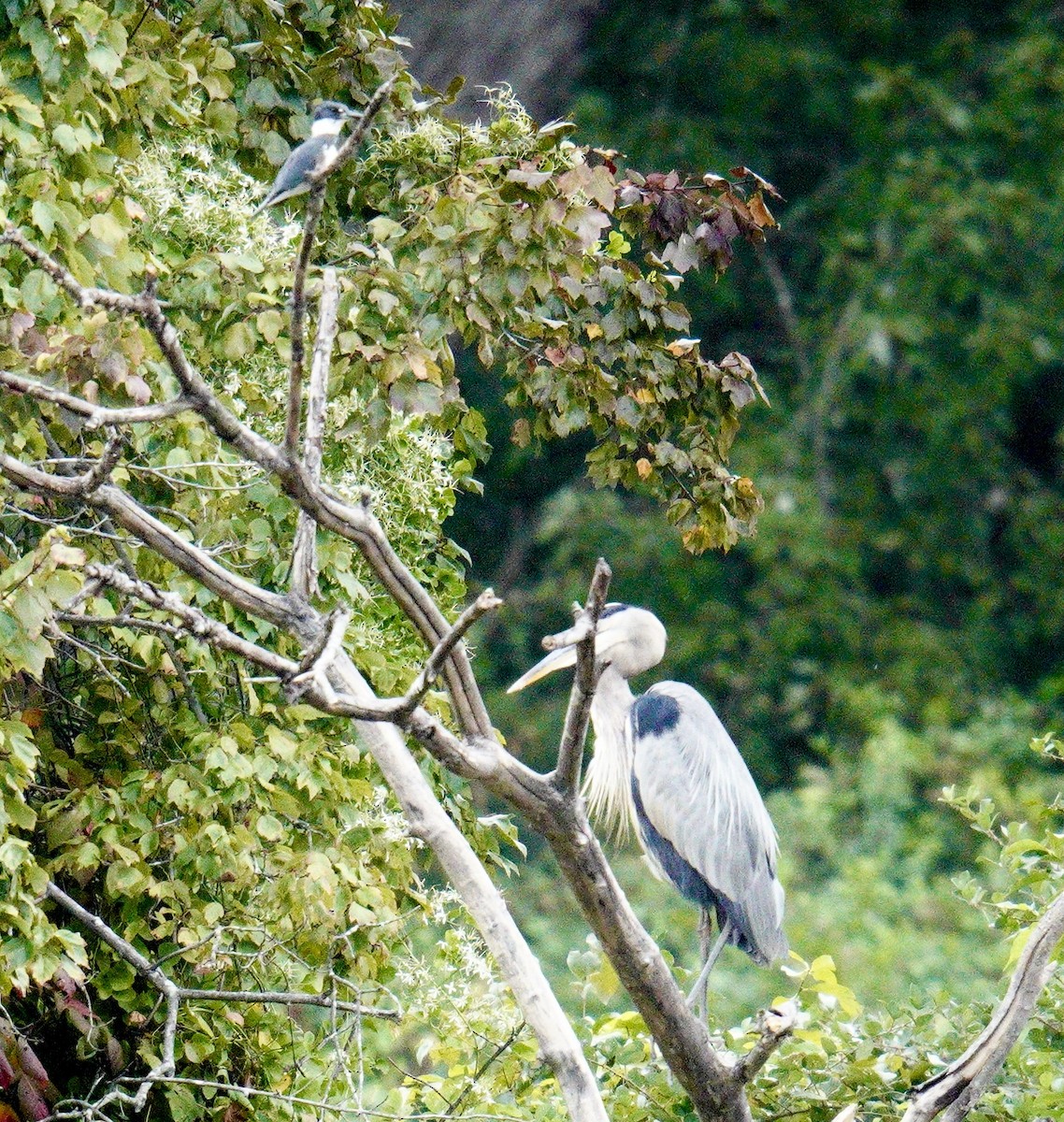 Great Blue Heron - ML623849244