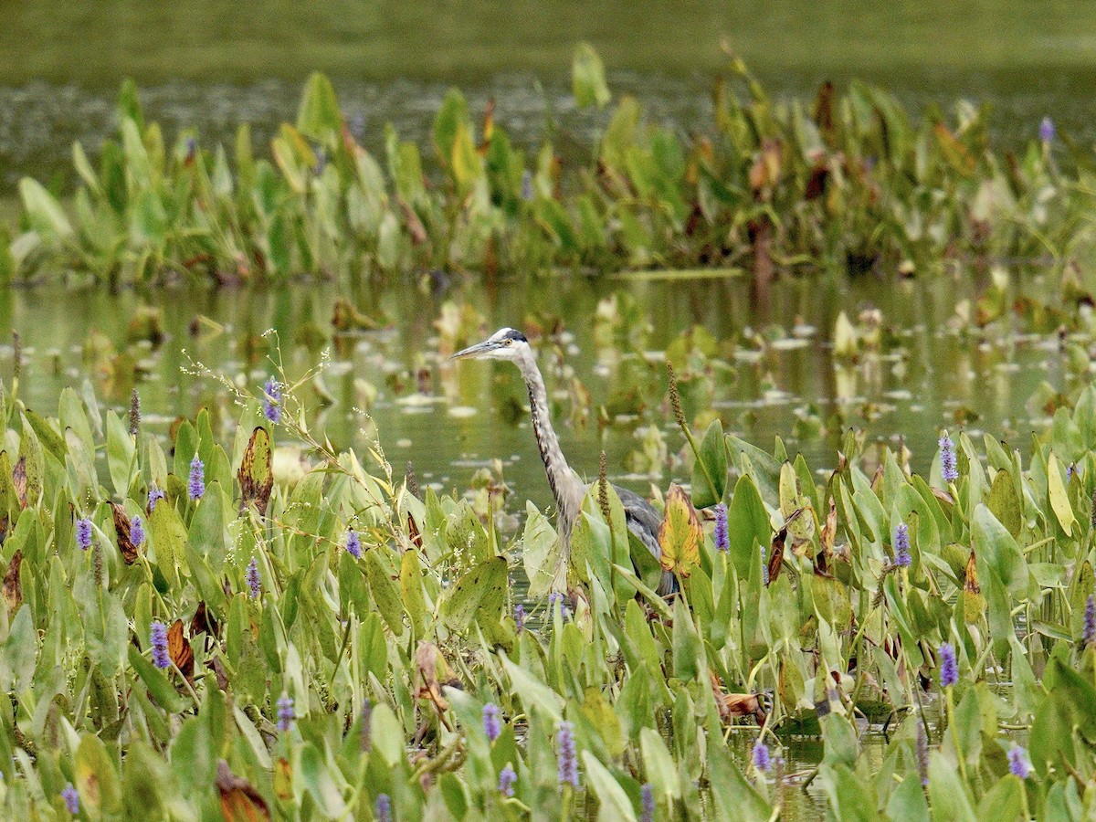 Great Blue Heron - ML623849245