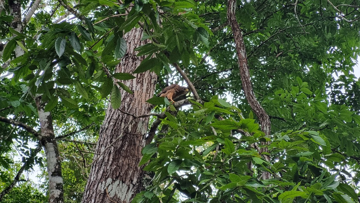 Roadside Hawk - ML623849249