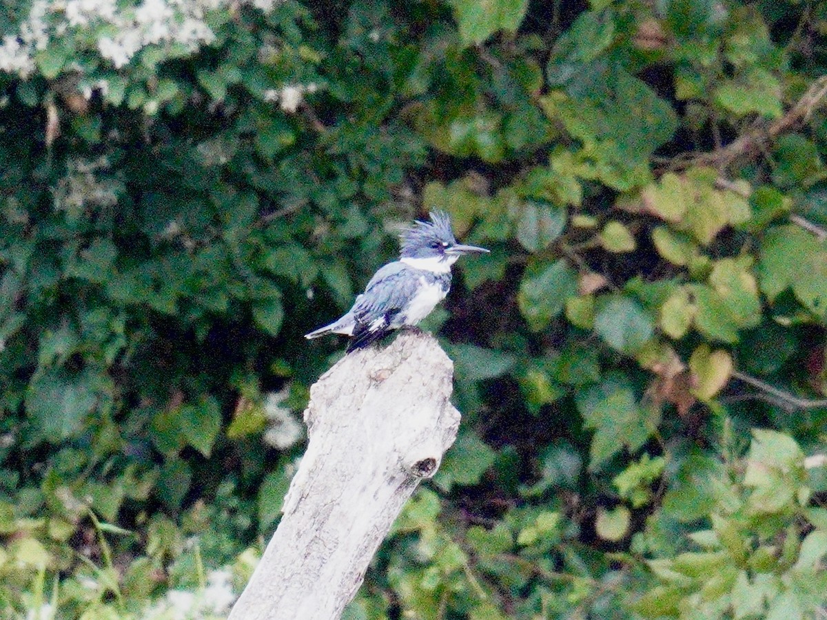 Belted Kingfisher - ML623849252