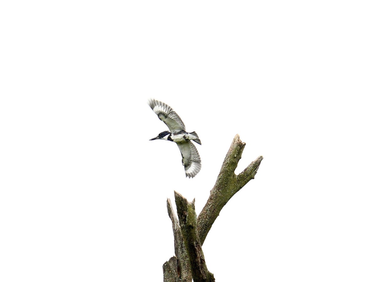 Belted Kingfisher - ML623849253