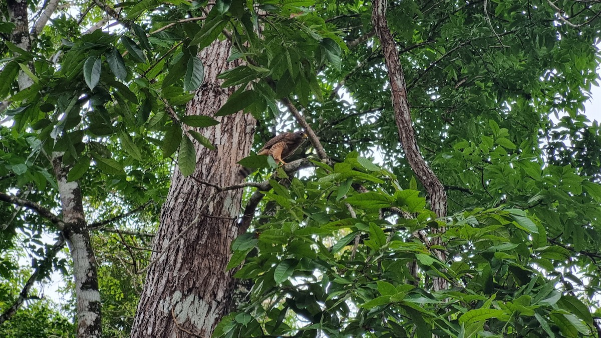 Roadside Hawk - ML623849263