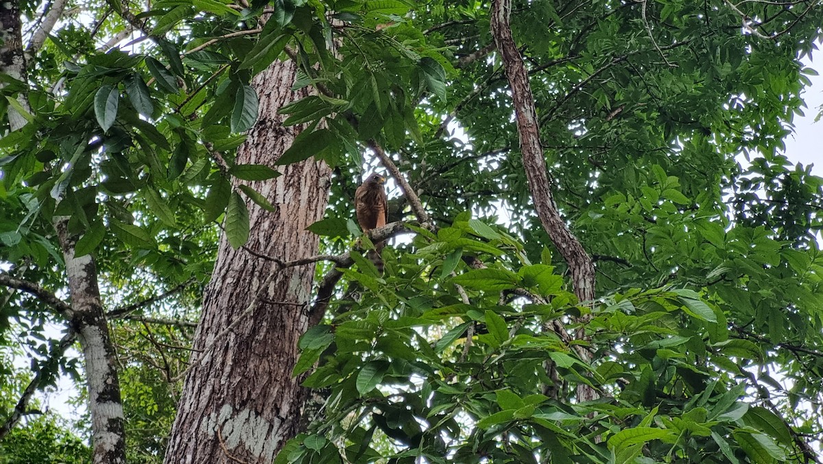 Roadside Hawk - ML623849272