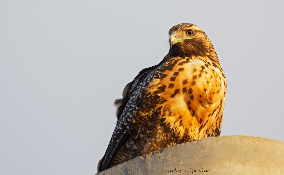 Black-chested Buzzard-Eagle - ML623849286