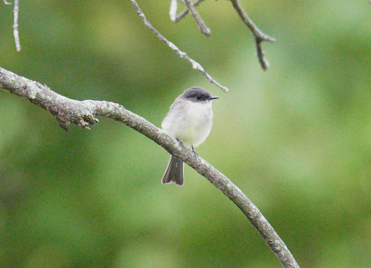 Eastern Phoebe - ML623849288