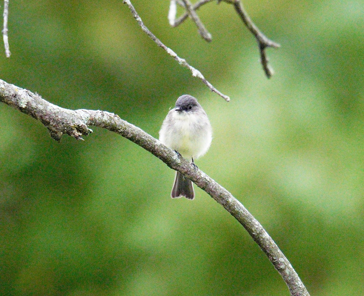 Eastern Phoebe - ML623849289